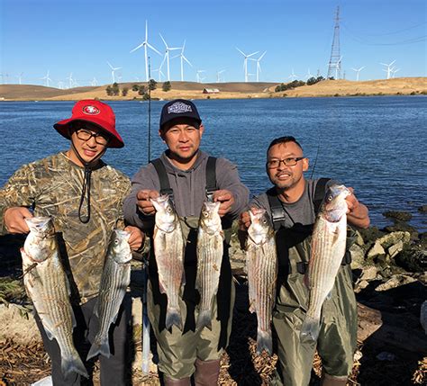 Sacramento River Rio Vista Fish Report Rio Vista Ca Solano County