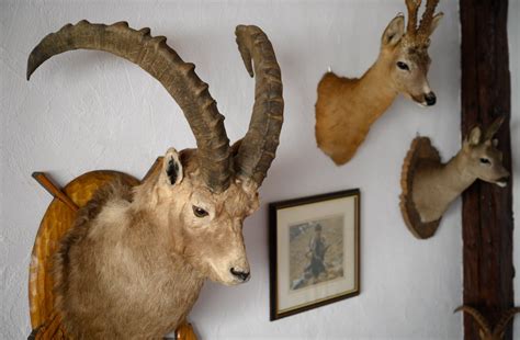 Il y a ici, en roumanie, le champion du monde en titre, grand favori de la compétition. France - Monde | Suisse : tirs groupés contre la chasse ...