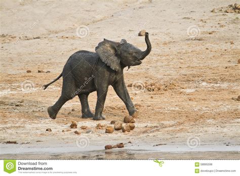 Baby African Elephant Running Stock Photo Image Of Chobe Cute 58895598