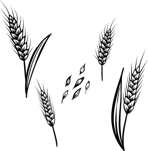 Premium Vector Hand Drawn Vector Sketch Illustration Of Wheat Grains
