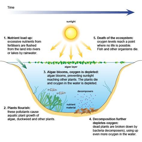 The Ecosystem Degredation Of A Pond Ecosystems Ecological Pyramid