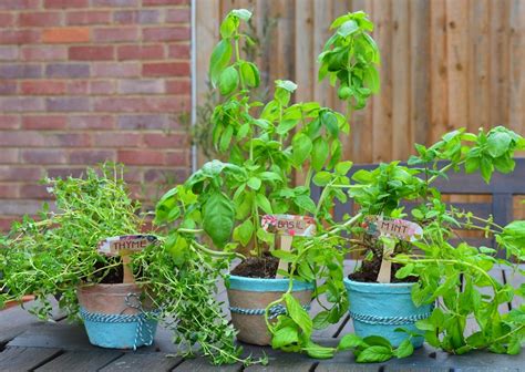 Louise Dawson Design Chalk Painted Terracotta Plant Pots How To