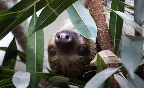 Fota Wildlife Park Welcomes The Worlds Slowest Land Mammal The Sloth