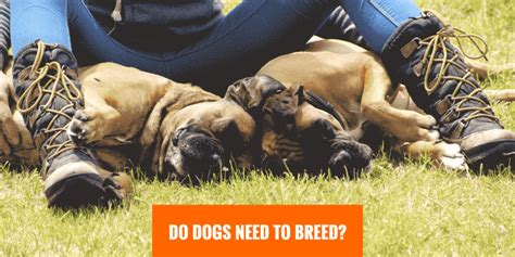 Do Dogs Need To Breed Is It Healthy To Never Mate A Dog