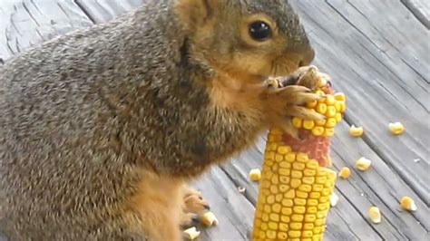 Squirrel Eating Corn On Moms Front Porch 3 19 2013 Youtube
