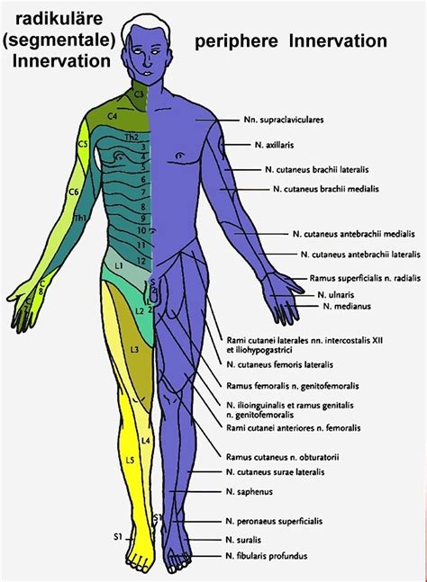 The ultimate muscle innervation chart. Pin on Anatomy