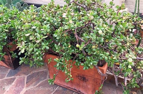 Gently remove the jade plant from the pot. Jade Plant Care Tips (How To Grow & Take Care Of A Jade ...