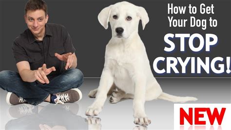How To Get Your Puppy To Stop Crying And Whining Dog Training Usa