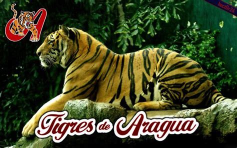 Entre y conozca nuestras increíbles ofertas y promociones. Pin de Andersh Paiva en tigres de aragua (con imágenes ...