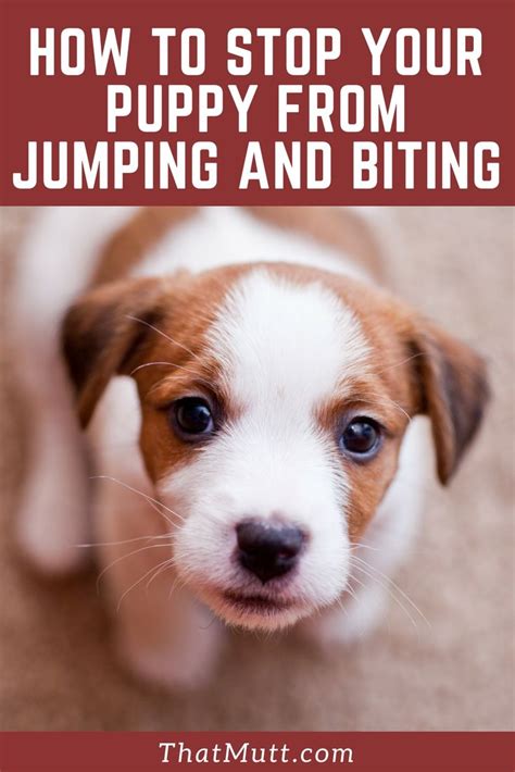 35 Excited Stop Your Puppy From Biting Photo Ukbleumoonproductions