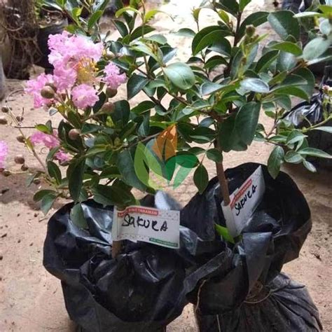 Kebun bunga matahari bantul jogja batu bali taman puncak malang indonesia yogyakarta kediri tahukah anda, dibalik keindahan yang dipancarkan, bunga matahari juga memiliki manfaat yang lain? Jual Bibit Pohon Bunga Sakura - Pink Online April 2021 ...