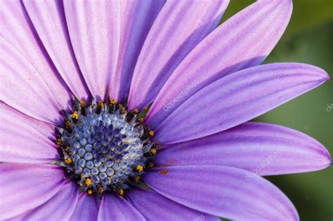 Pink Sunflower Daisy Dimorphotheca Flower — Stock Photo