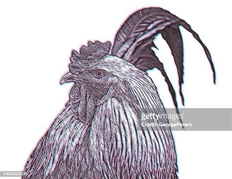 Beautiful Cocks High Res Illustrations Getty Images
