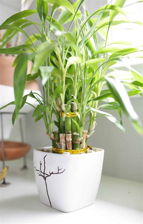 Lucky Bamboo Plant Care Growing Tips Paisley Plants