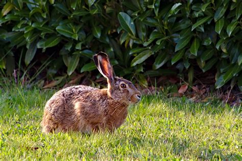 Ich habe heute einen feldhasen im grünen gras sitzen sehen. Feldhase - Foto Maximini