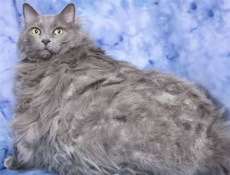 Fat Rescue Cat Is Ready To Fight The Flab