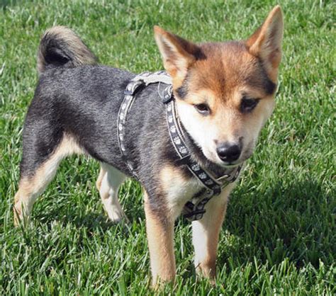 See more of shiba inu's sydney on facebook. Sydney the Shiba Inu | Puppies | Daily Puppy