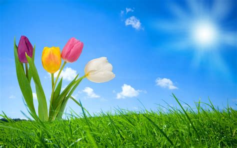 Free Download Download Spring Nature Wallpaperdesktop Background In