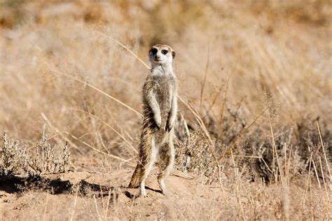 Experience The Makgadikgadi Meerkats In Botswana Art Of Safari