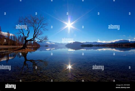 That Wanaka Tree Lake Wanaka New Zealand Stock Photo Alamy