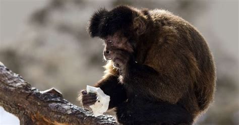 Unraveling Primate Behavior Why Monkeys Rub Their Fur Noldus