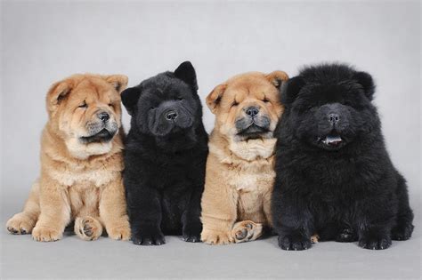 Meet The Chow Chow