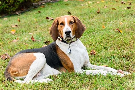 Treeing Walker Coonhound Dog Breed Information