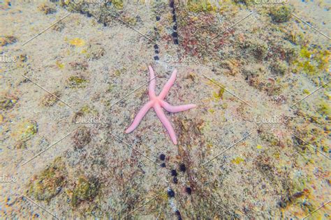 Pink Starfish At The Bottom Of The Pink Starfish Bottom