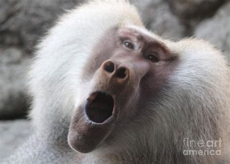 22 Funniest Monkey Face Pictures That Will Make You Laugh Monkeys