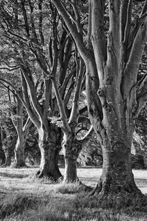 Photograph Of Beech Trees 3 England Photography