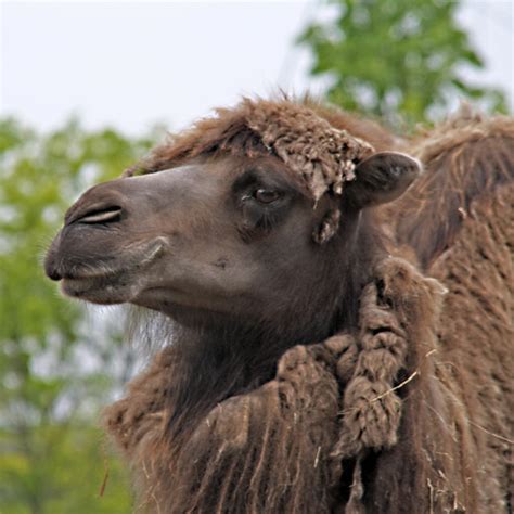 For example, honey mixed with other. Smiling Camel | Flickr - Photo Sharing!