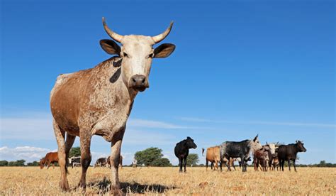 African Cattle Breeds Farmhouse Guide