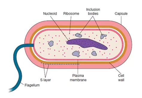 Three Types Of Bacteria Diagram