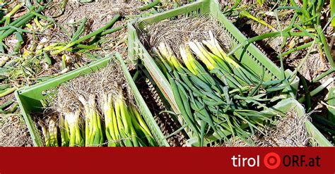 Die aktuellen wetterwerte und prognosen für österreich, europa und die welt, mit bergwetterprognosen, karten, tabellen und wettervideos. Unsicherer Herbst für Gemüsebauern - tirol.ORF.at