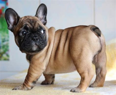 5 Cool Facts About French Bulldogs
