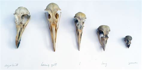 Sarah Mccartney Bird Skulls A Misidentification A