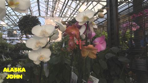 United states of america, state of alaska, municipality of anchorage, city of anchorage. ORCHID FLOWERS - Anchorage Alaska Lowes Store - YouTube
