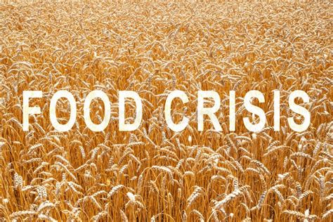 The Problem Of Shortage Of Wheat In The World Food Crisis And Crop