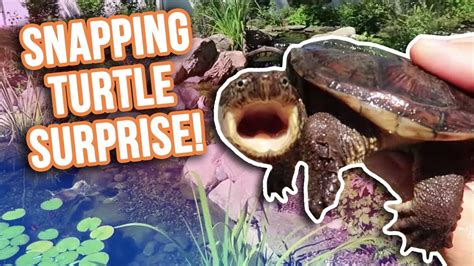 A pond seems like a very cool feature but also like something that's too complicated to even consider. Surprise Snapping Turtle in a *BACKYARD POND* - YouTube