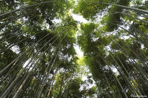 Arashiyama Bamboo Grove The Sagano Bamboo Forest In Kyoto