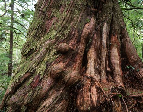 huge trunk of a western red cedar tree stock image b601 0124 science photo library