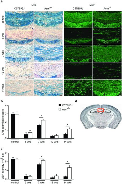 Immunohistochemical Staining And Quantification Of Brain Sections Using