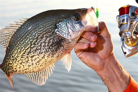 2017 North Carolina Fishing Forecast Game And Fish