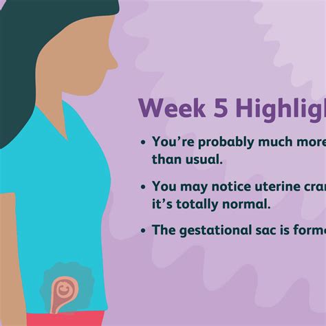 Fetal Development Stages Of Pregnancy Week By Week Symptoms