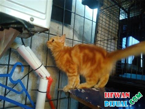 Kucing ini memiliki bulu yang lebat dan tingkah lakunya yang lucu, sehingga membuat jenis kucing ini banyak digemari di indonesia. Dijual Kucing Persia Medium Jantan, Sehat, Lincah ...