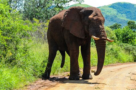 African Bush Elephant Bjorn Grotting Photography