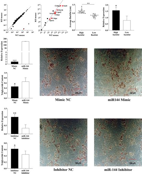 mir 144 promotes pre adipocyte differentiation a mouse knockout download scientific