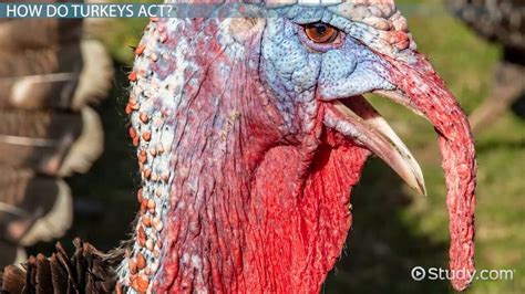 Is It Safe To Eat Wild Turkey Easy Tips For A Delicious Meal
