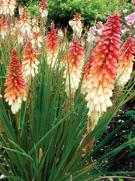 Free shipping and free returns on eligible items. Poker Plant, Orange Vanilla Popsicle™ (Torch Lily ...