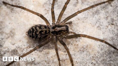 Rare Funnel Web Spider Found Hanging Out At Whitehead Bbc News